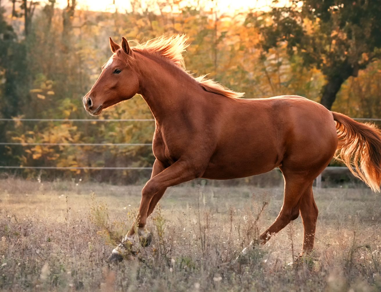Cheval au comportement inexpliqué, soin énergétique pour animaux